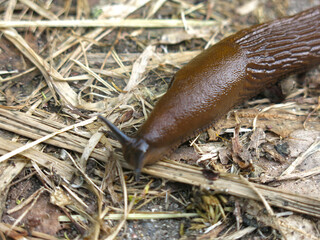 huge Portuguese brown Spanish slug (Arion lusitanicus)