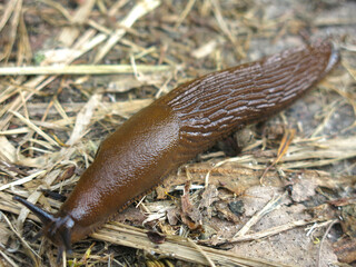 huge Portuguese brown Spanish slug (Arion lusitanicus)