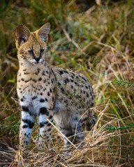Serval {Leptailurus Serval}. Northern Tuli Game Reserve.  Botswana