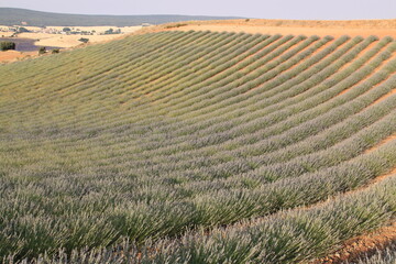 Campos de lavanda 