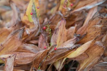 Autumn background from wilted leaves of lily of the valley. Autumn pattern, leaf texture.