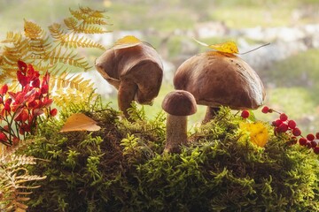 Autumn still life with mushrooms in the forest