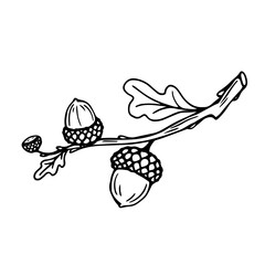 Botanical line sketch of oak tree branch with acorns and leaves.Vector graphic.