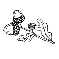 Botanical line sketch of oak tree branch with acorns and leaves.Vector graphic.