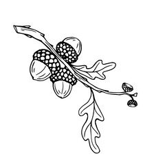 Botanical line sketch of oak tree branch with acorns and leaves.Vector graphic.