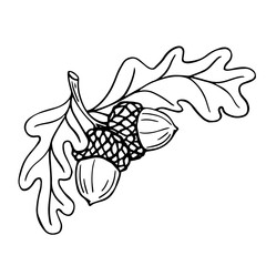 Botanical line sketch of oak tree branch with acorns and leaves.Vector graphic.