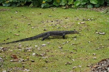 monitor lizard on the ground|Malayan water monitor lizard|马来亚圆鼻巨蜥 	
