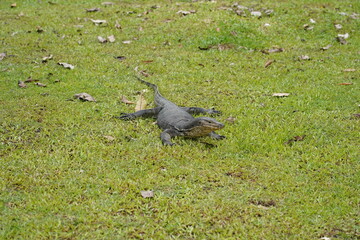 monitor lizard on the ground|Malayan water monitor lizard|马来亚圆鼻巨蜥 	