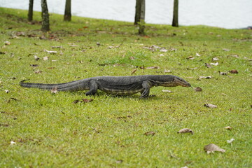 monitor lizard on the ground|Malayan water monitor lizard|马来亚圆鼻巨蜥