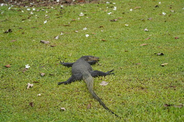 monitor lizard sleep on the ground|Malayan water monitor lizard|马来亚圆鼻巨蜥