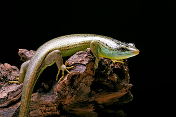 Green skink lizard on a tree branch