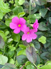 pink and yellow flowers