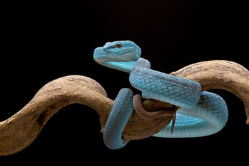 Fototapeta premium White-lipped pit viper (Trimeresurus insularis) in black background