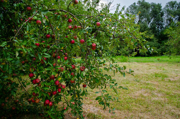Fototapeta na wymiar apple orchard in spring
