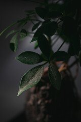 wet leaves on black background