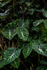 leaves in the morning in Singapore