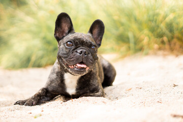 Französische Bulldogge am Strand