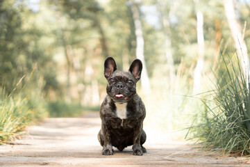 Französische Bulldogge am Strand