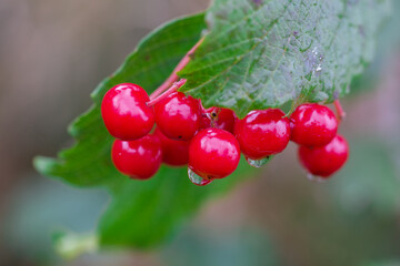 Selective focus on red berries. Defocused background. Viburnum berries close up.