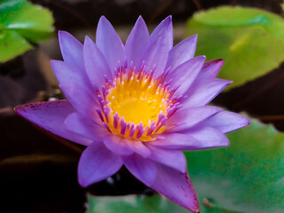 purple water lily 