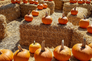 View of a hay maze at a pumpkin patch. - obrazy, fototapety, plakaty