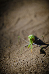 Gaze and eyes,green mantis insect in natural conditions against background sand.