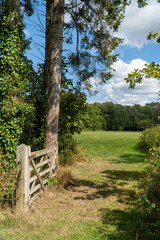 path in the woods