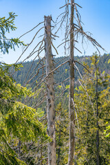 trees in the woods