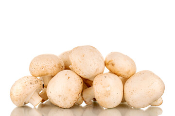 A few fresh mushrooms, close-up, isolated on a white background.