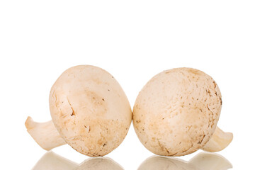 Two organic mushrooms, close-up, isolated on white background.