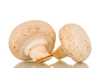 Two organic mushrooms, close-up, isolated on white background.