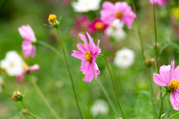 flor silvestre en el Cairo valle en Colombia  