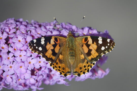 painted lady butterfly (Vanessa cardui)