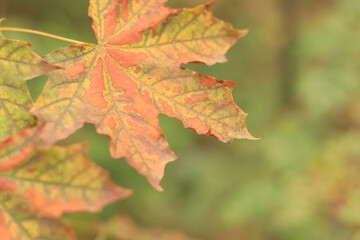 Fototapeta na wymiar Selective focus on maple leaves in autumn forest. Leaves close-up with spots from yellowing. Nature. Change of season in the forest