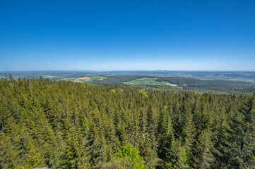 forest in the fichtel mountains