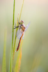 Ruddy darter on a sunny morning
