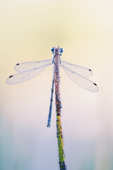 Emerald damselfly or common spreadwing sitting at the top of a straw