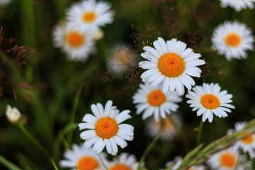 Fototapeta premium A lot of white camomiles close-up, macro, daisies, flowers.