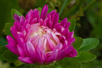 pink lotus flower close up.