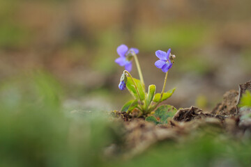 Spring violets close-up, macro, garden, flowers.