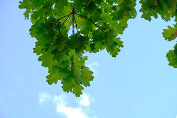 Fototapeta na wymiar Oak branch with green foliage against blue sky.