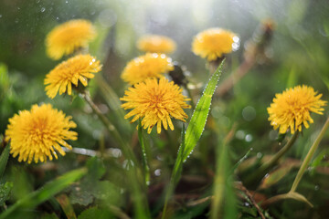 A lot of yellow dandelion flowers against the background of rain, flowers in drops, yellow flowers close-up, macro.