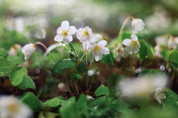 Lots of white flowers with greens and drops, beautiful bokeh.