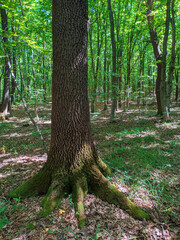 oak trunk in the forest