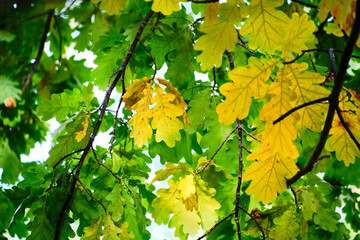 Green and beginning to turn yellow oak foliage.