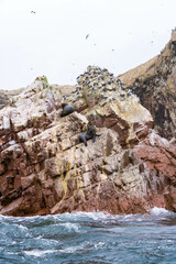 Animal life in Ballesta Islands, Peru