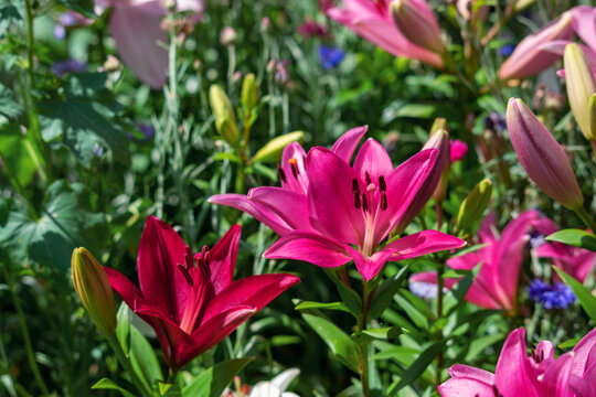 Blooming tender Lily flower grows in a flower bed.
