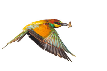beautiful bird flying isolated on white background