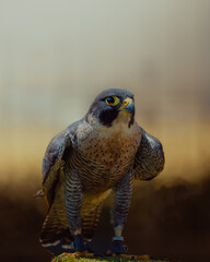 red tailed hawk