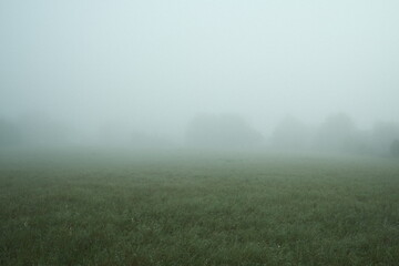 morning mist in the forest